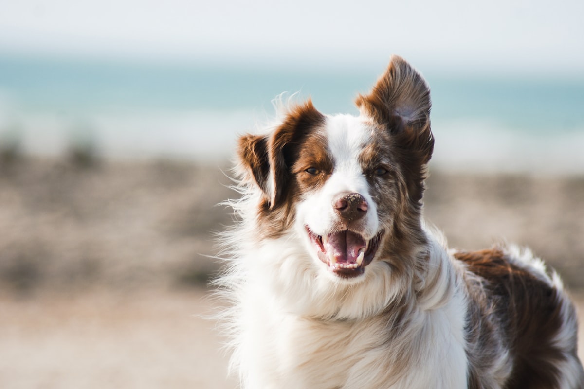 Dog owner and trainer