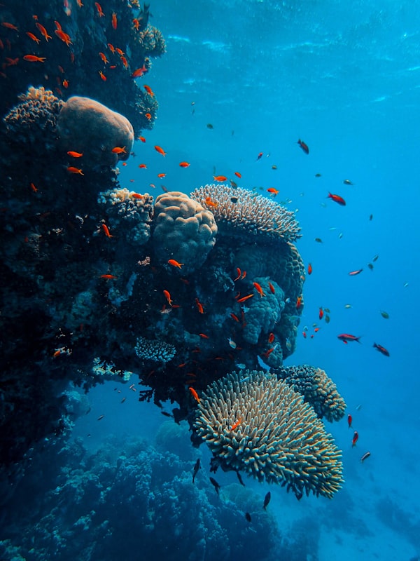 Great Barrier Reef Coral