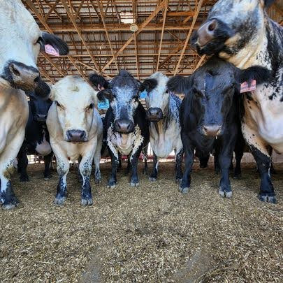 Cattle in barn