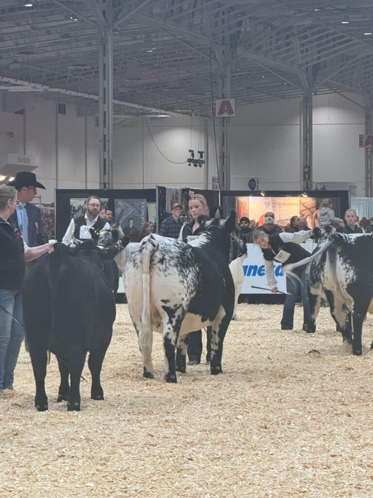 Showing cattle