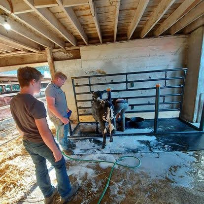 Washing cattle