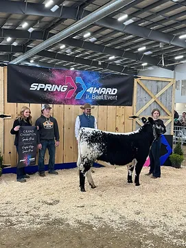 Grand Champion Speckle Park Heifer