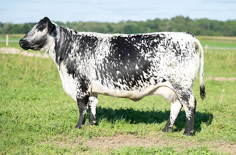 Steele Dramatic 4D
