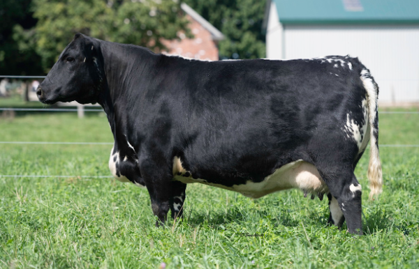 River Hill Fabulous Pearl 28F
