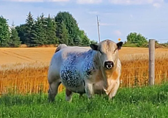 Splash Of Black Gotcha 7G