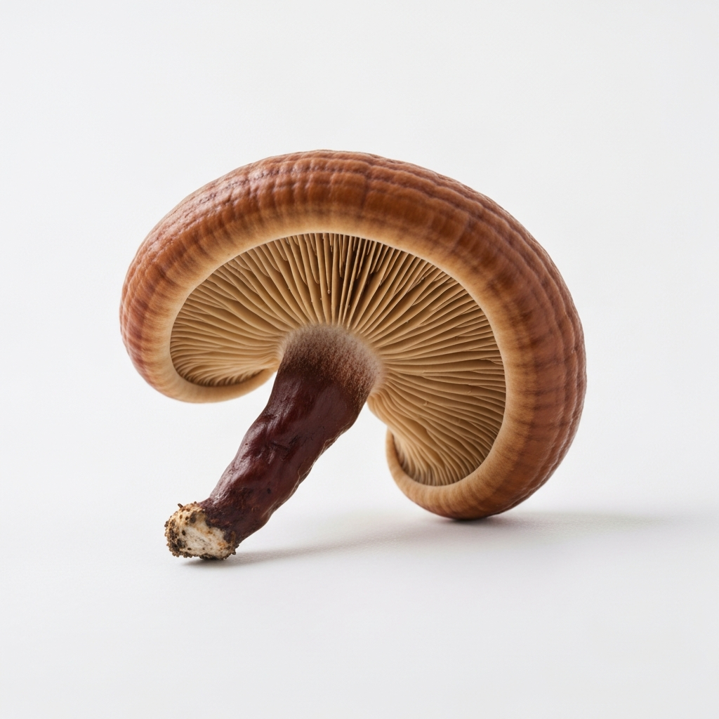 Reishi Mushroom