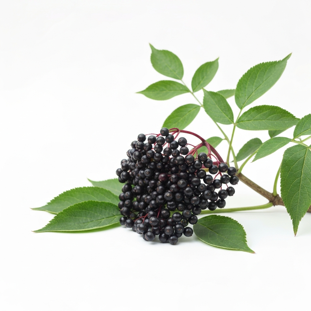 Elderberry