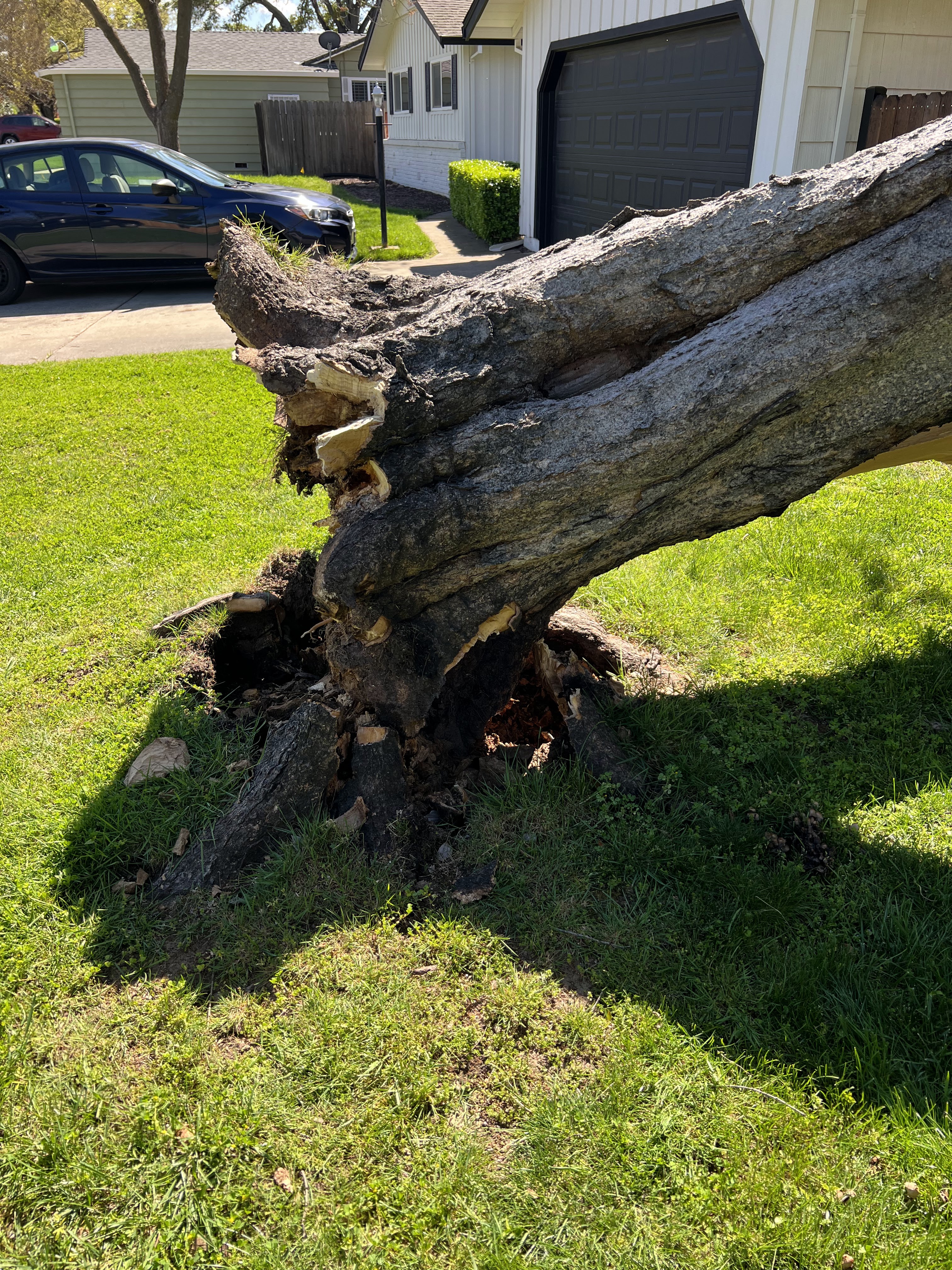 Fallen tree showing root failure