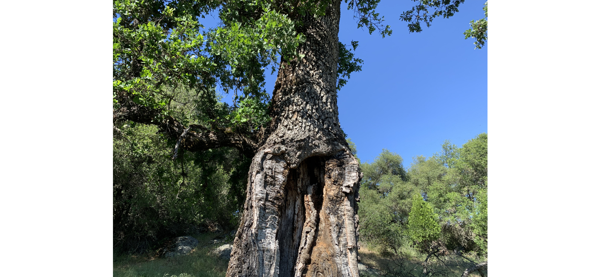 Tree with severe internal decay and large hollow cavity