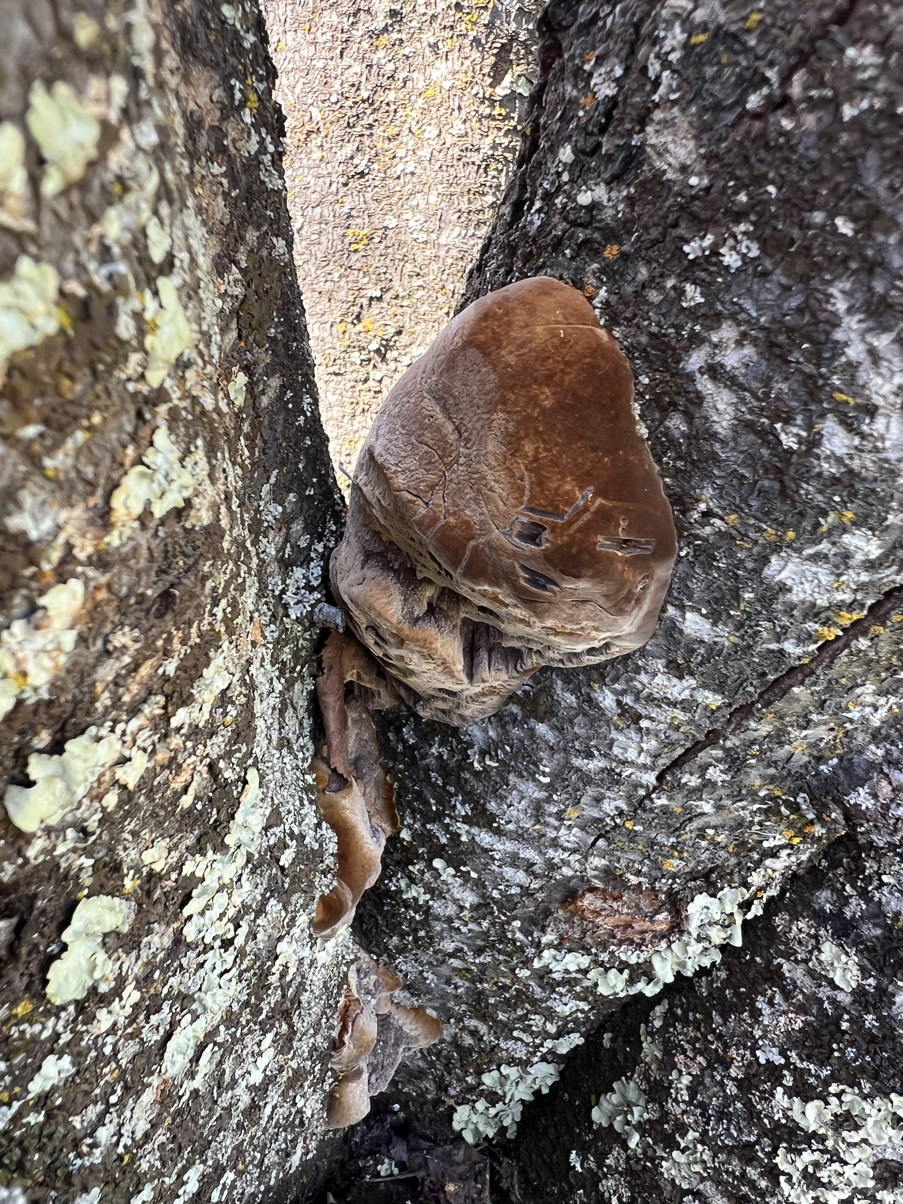 Fungal growth on a tree trunk indicating internal decay