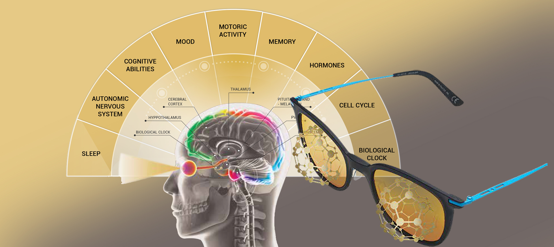 How Light Affects Brain and Body Functions
