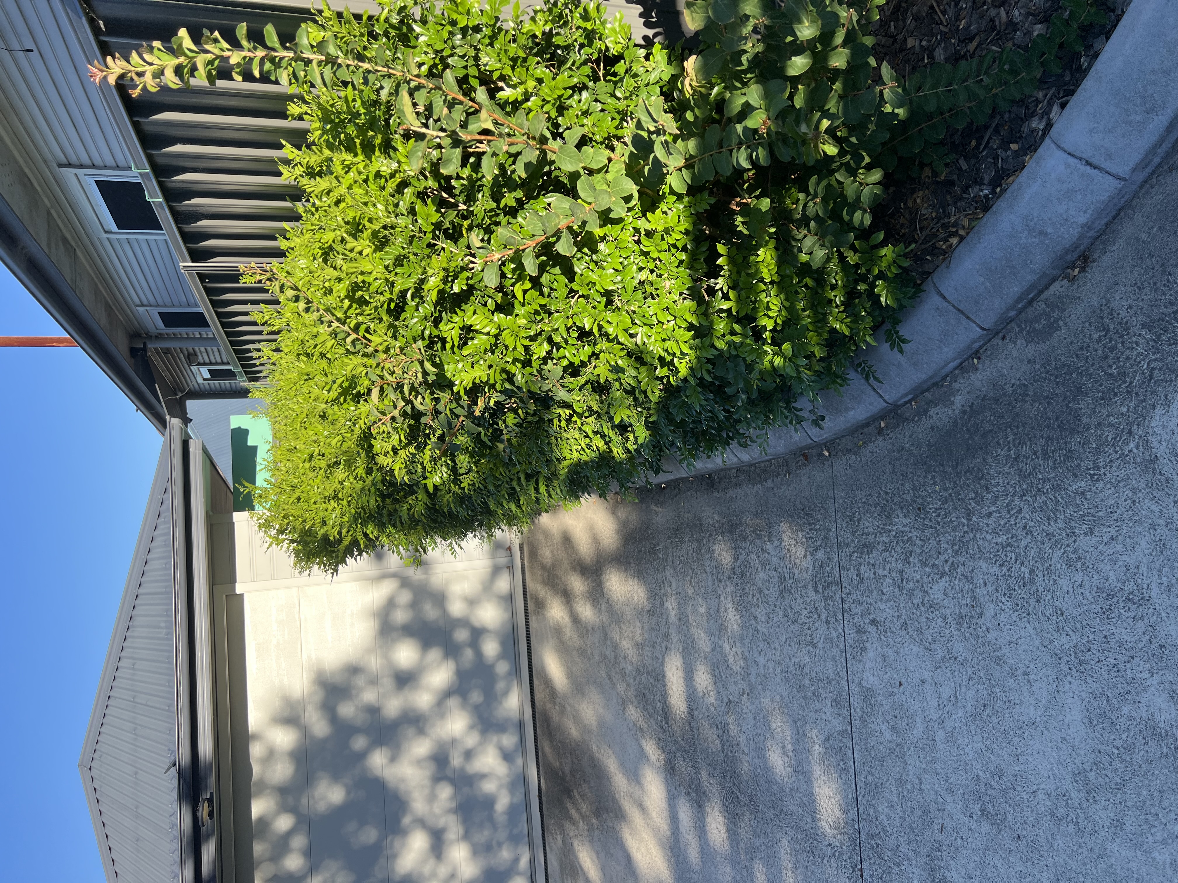 Before lawn mowing