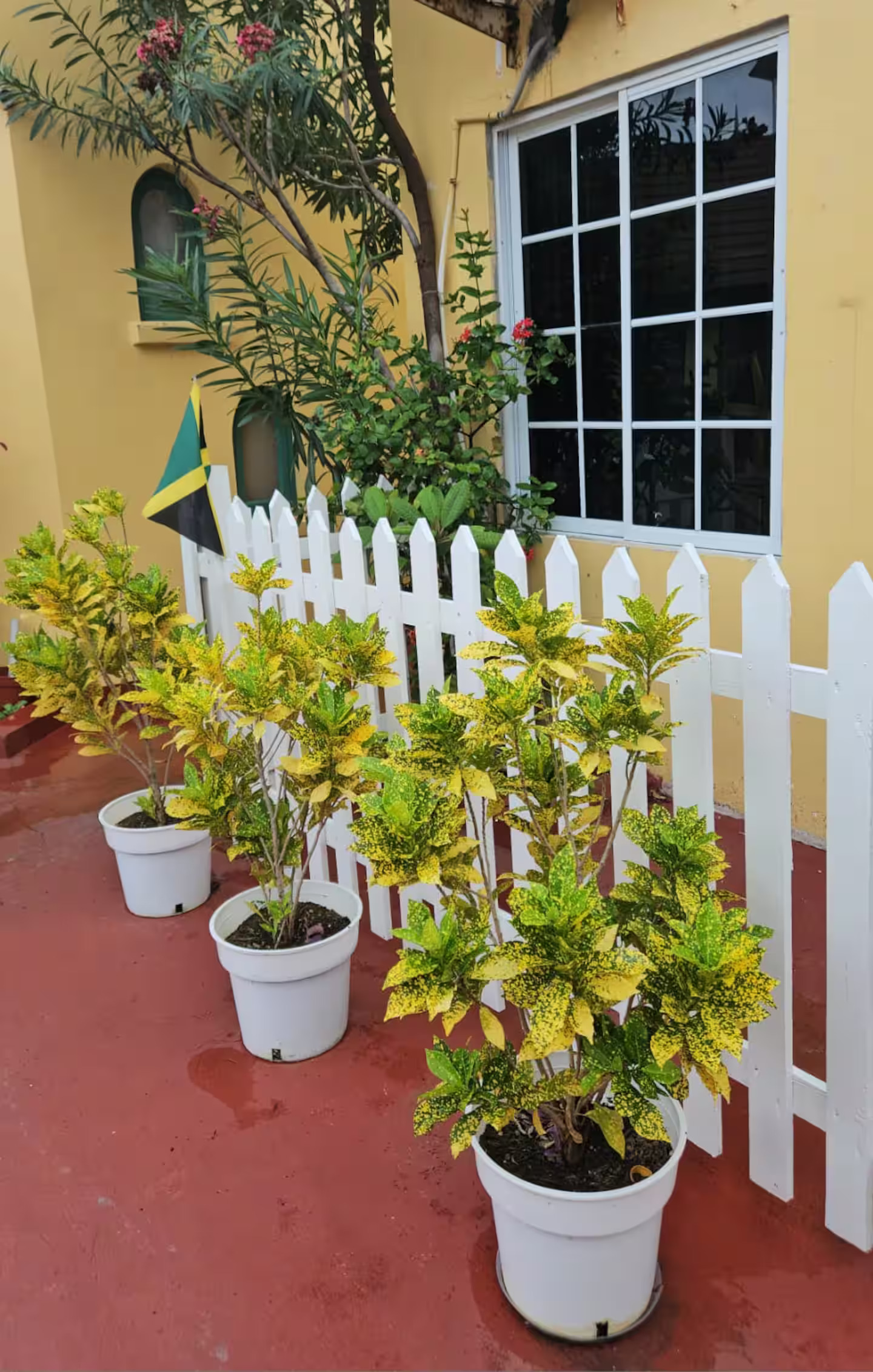 Lush Potted Tropical Plants & Jamaican Flag by the Patio