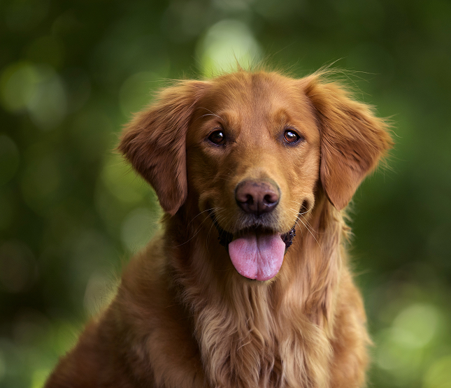 Pet flight nanny service for safe in-cabin travel