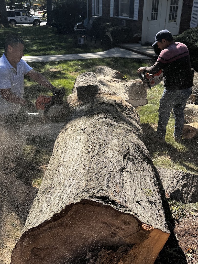 Tree Work