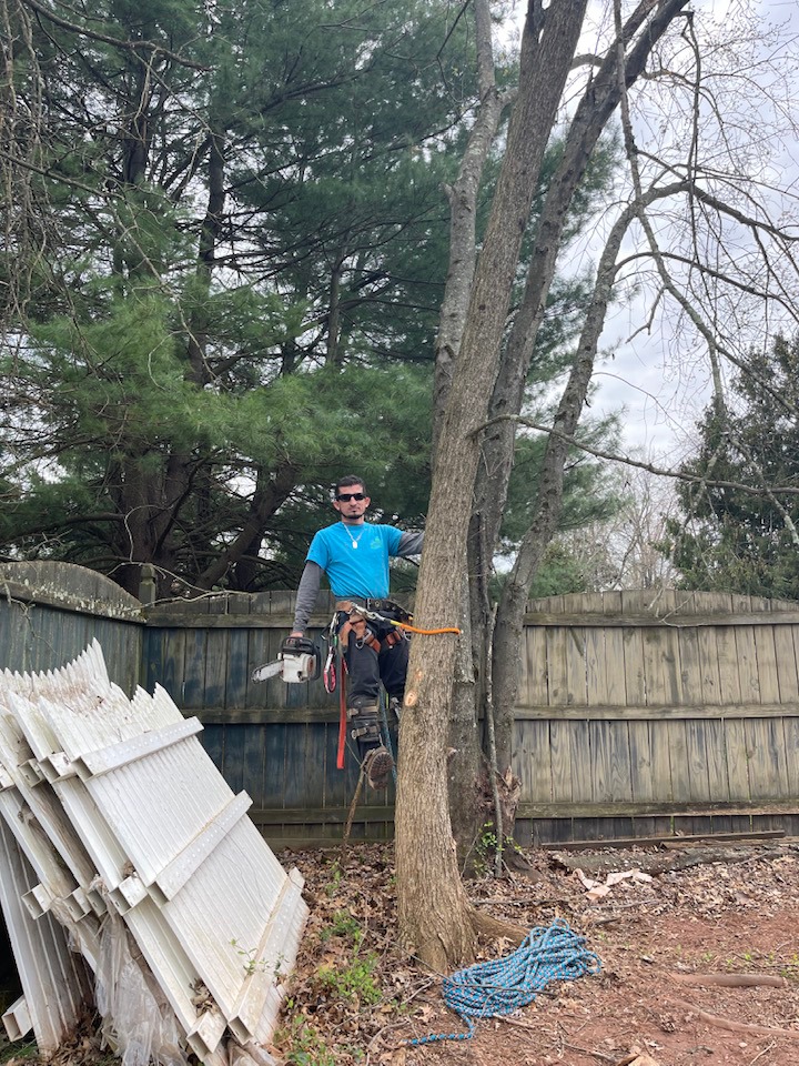 Tree Services & Removal
