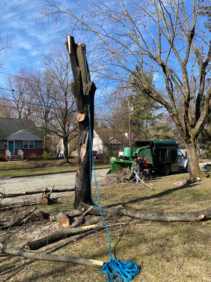 Tree Work