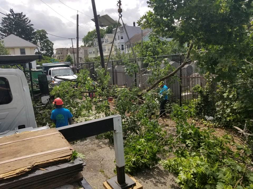 Tree Work