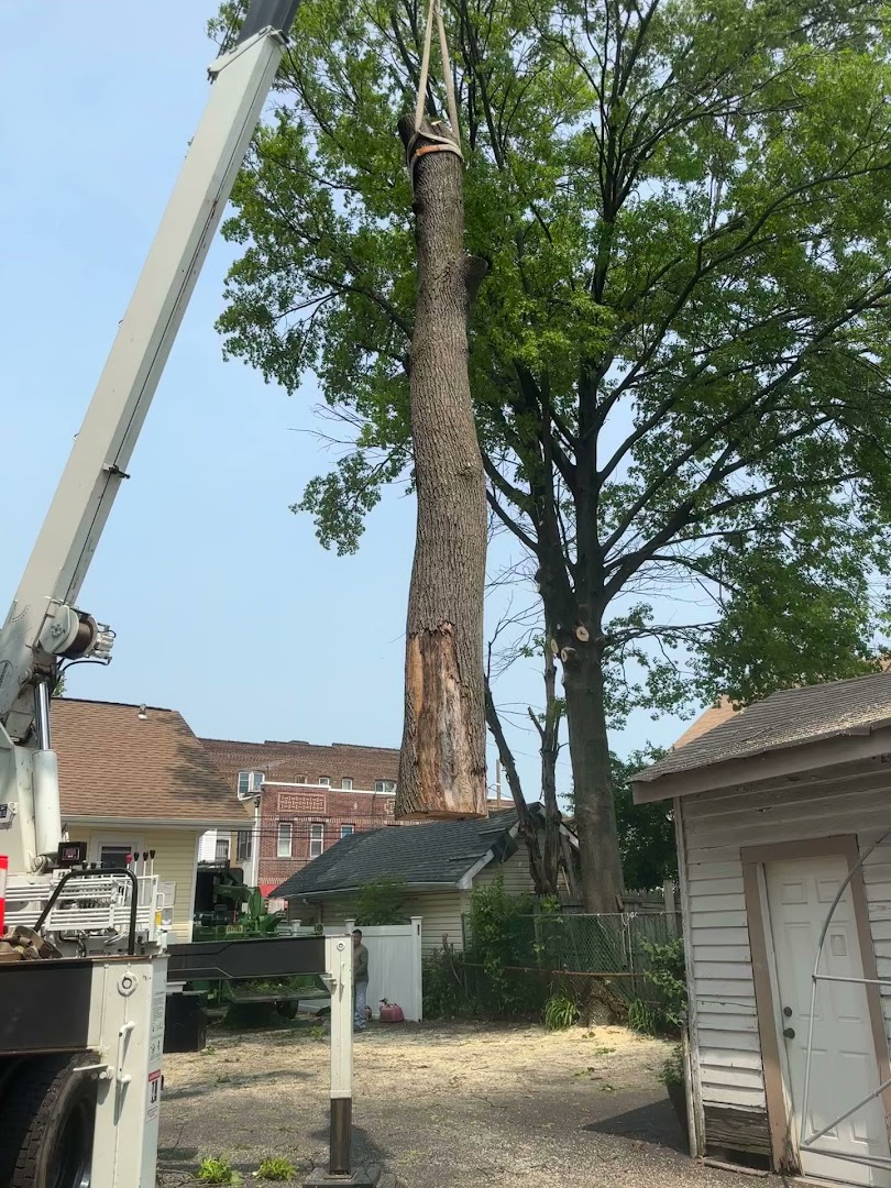 Tree Work