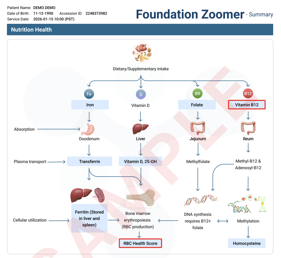 Foundation Zoomer Nutrition Health Flowchart