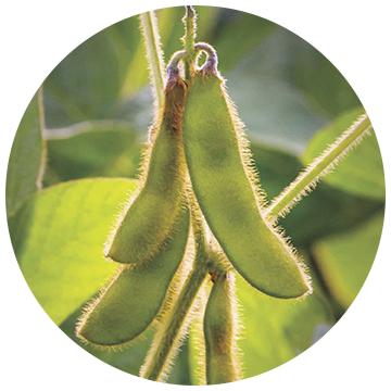 Soybean yield increase results from Nutriplant AG application