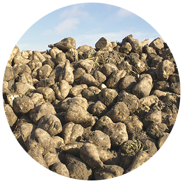 Sugar beet yield increase results from Nutriplant AG application
