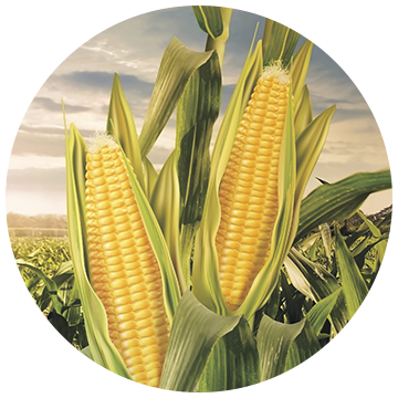 Corn yield increase results from Nutriplant AG application