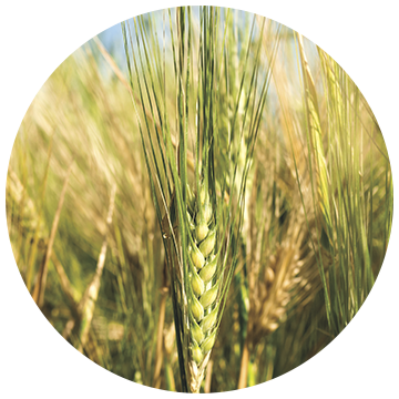 Winter wheat trial result showing 7.0 bu/acre increase with APSA-80