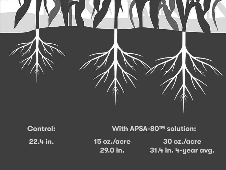 Root depth demonstration comparing untreated control soil (22.4 inches) vs APSA-80 treated soil (29.0-31.4 inches)