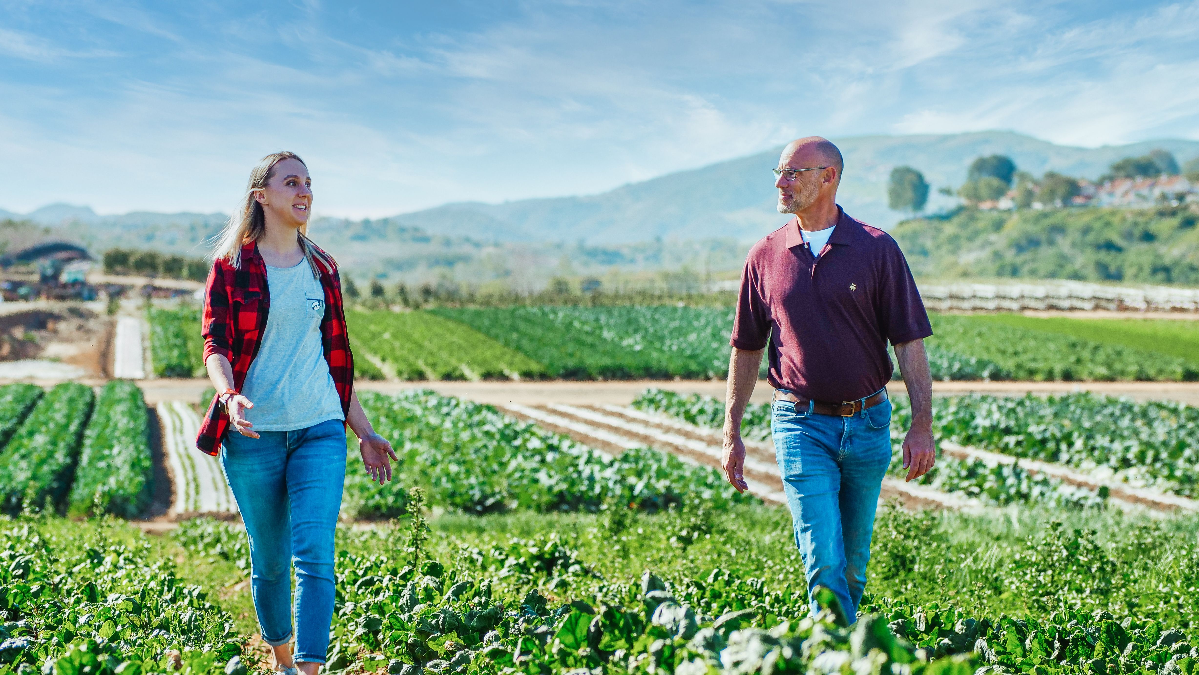Two agricultural consultants walking through a lush green crop field evaluating plant health and discussing crop management programs