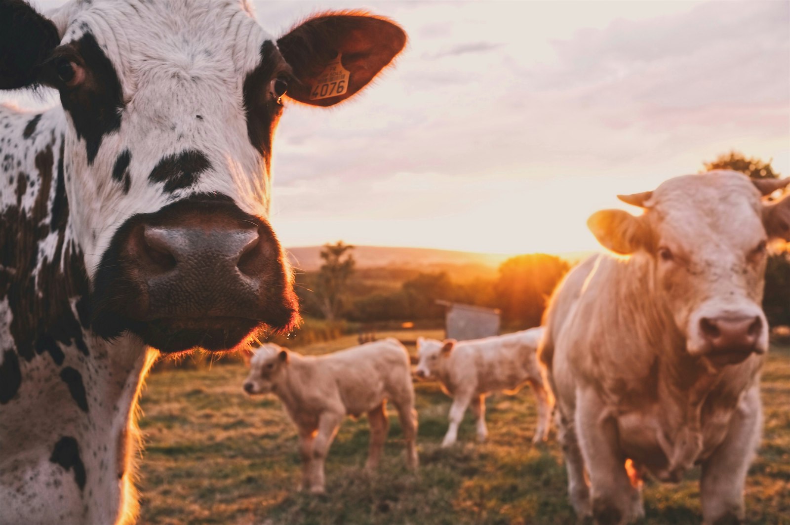 Farm and Ranch Supplies
