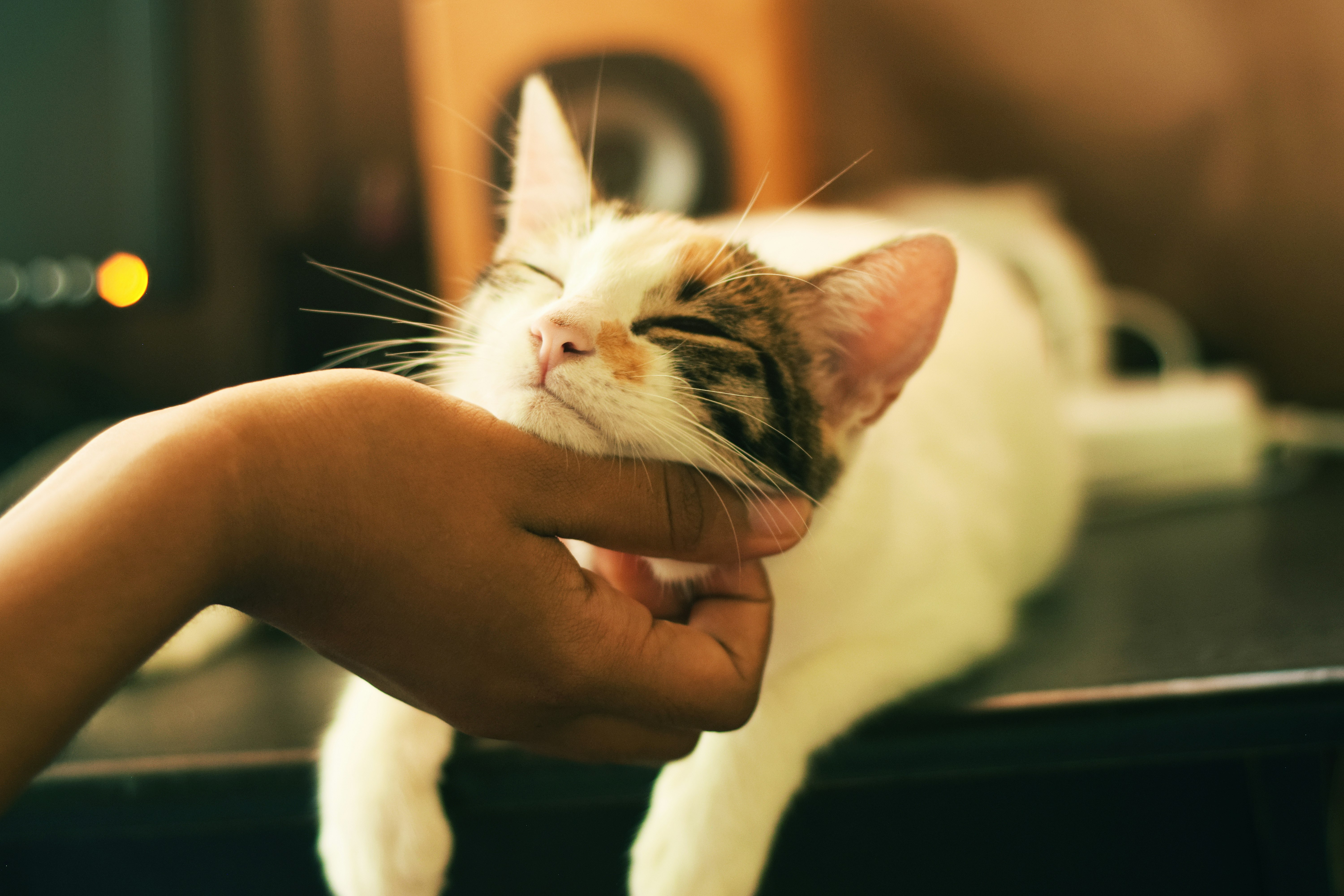 Happy groomed cat in Tampa