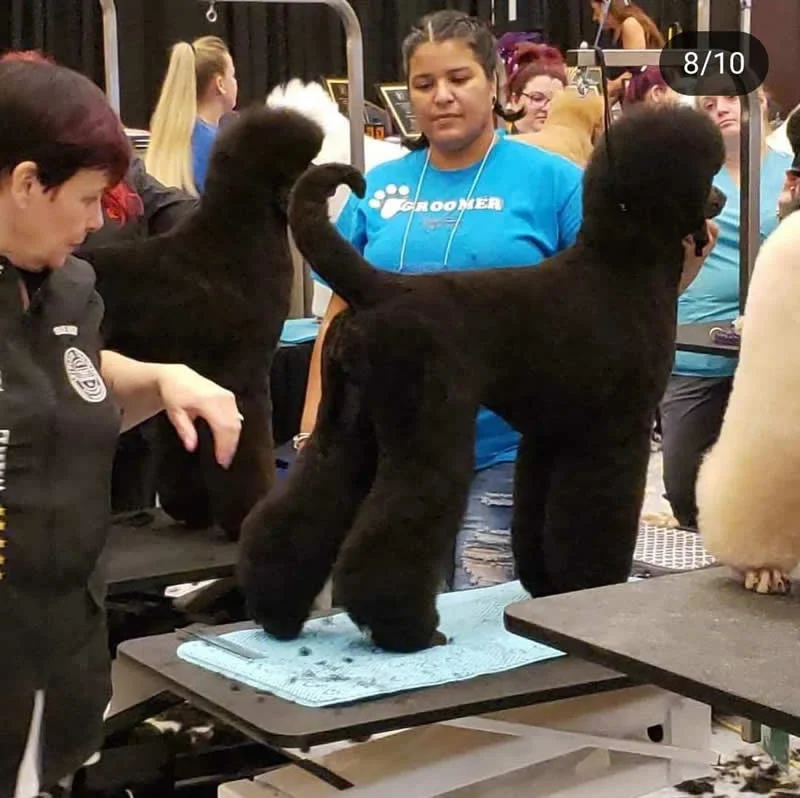Professional Dog Grooming