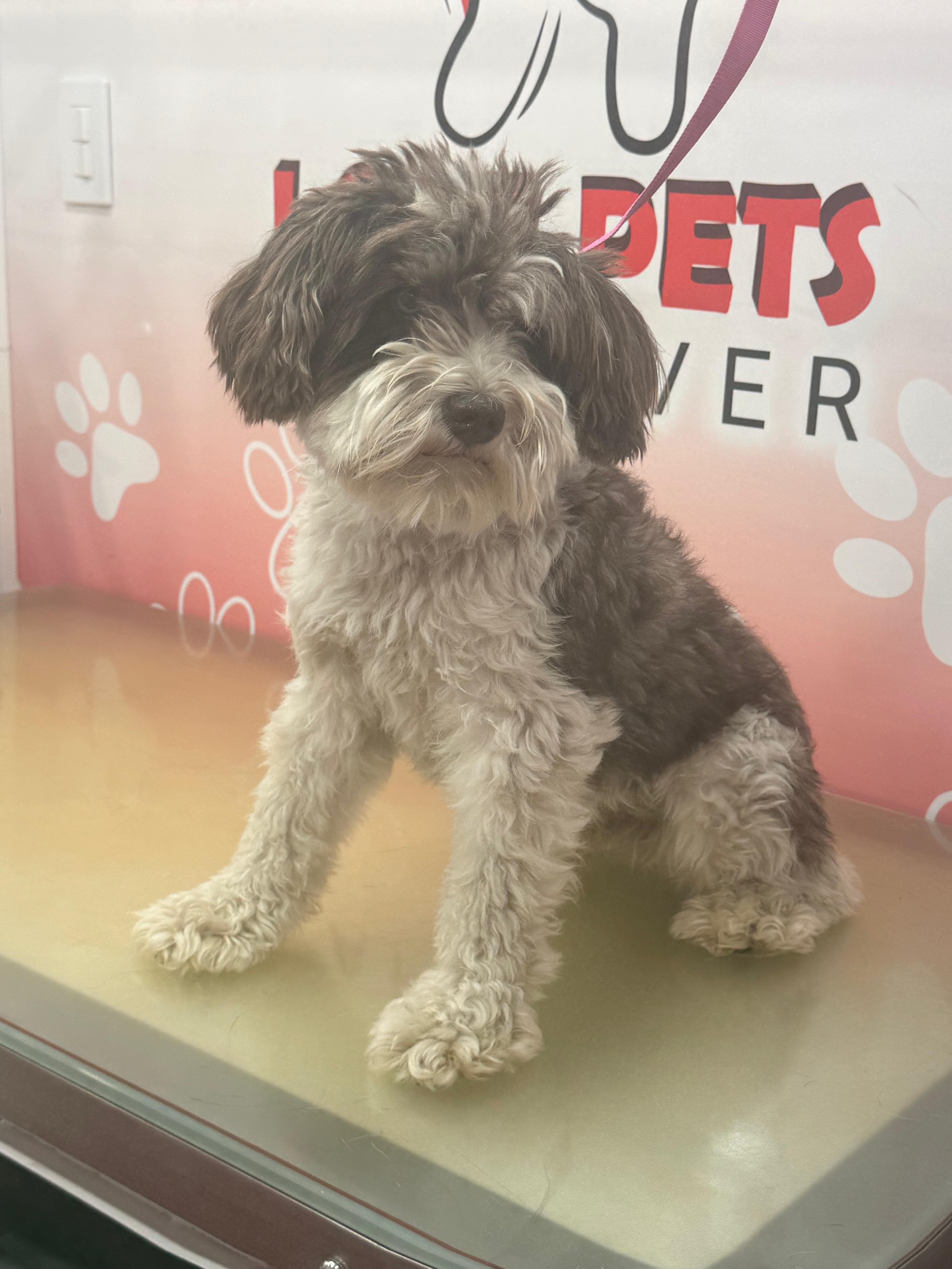 Before Mini Groom