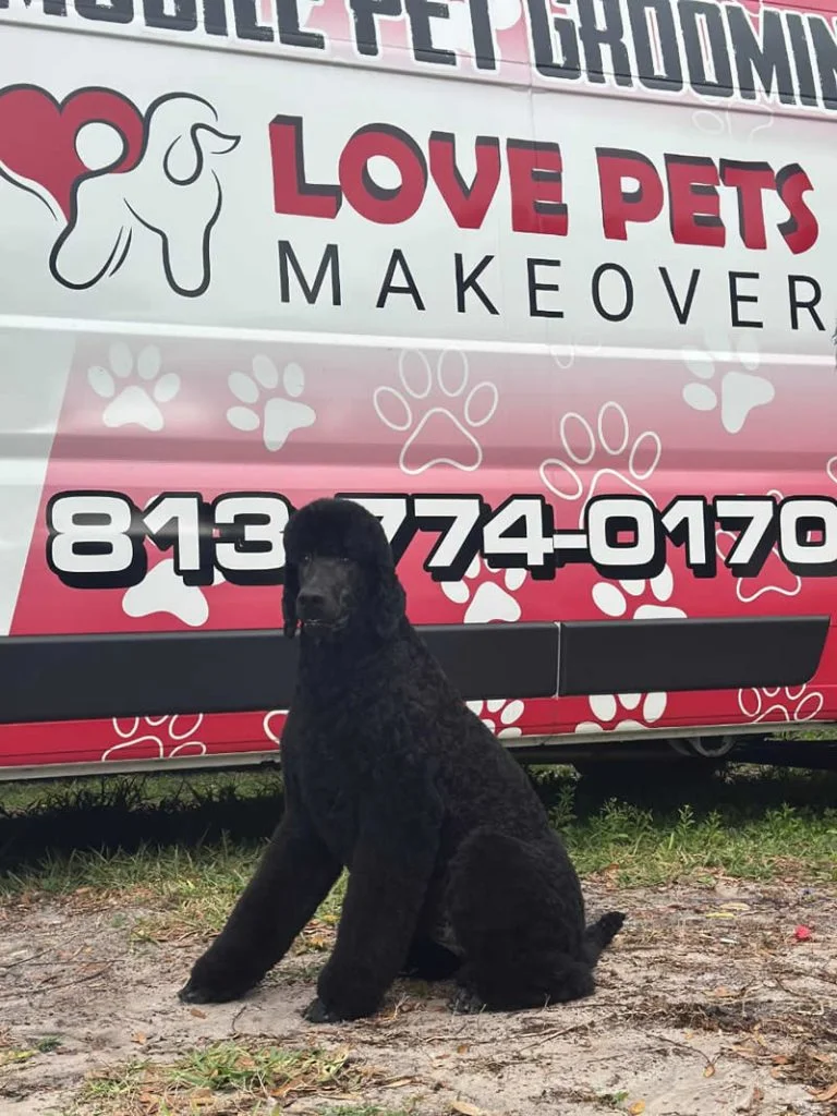 Nefertiti - Standard Poodle