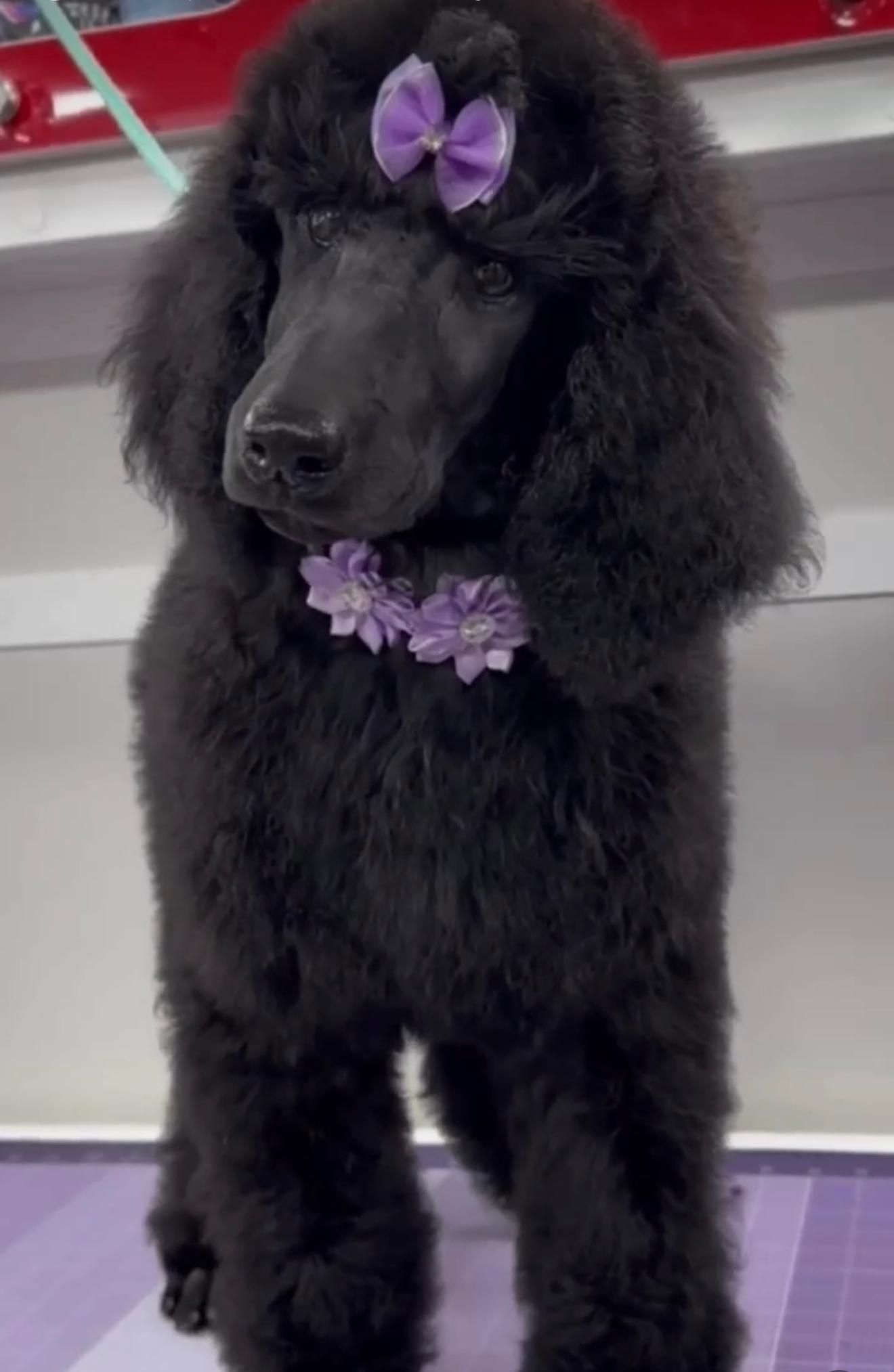 Mobile Dog Grooming
