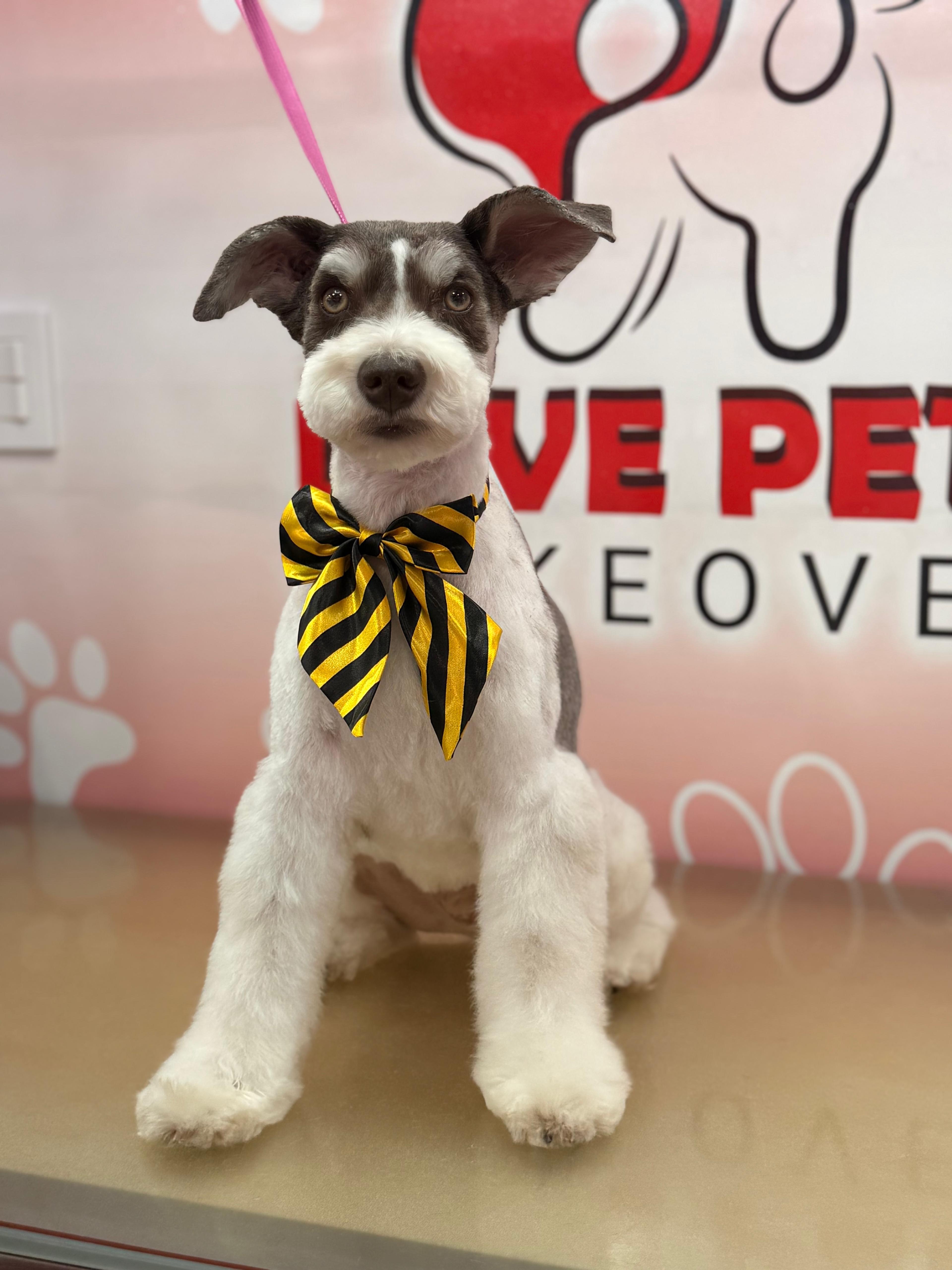 After Mini Groom