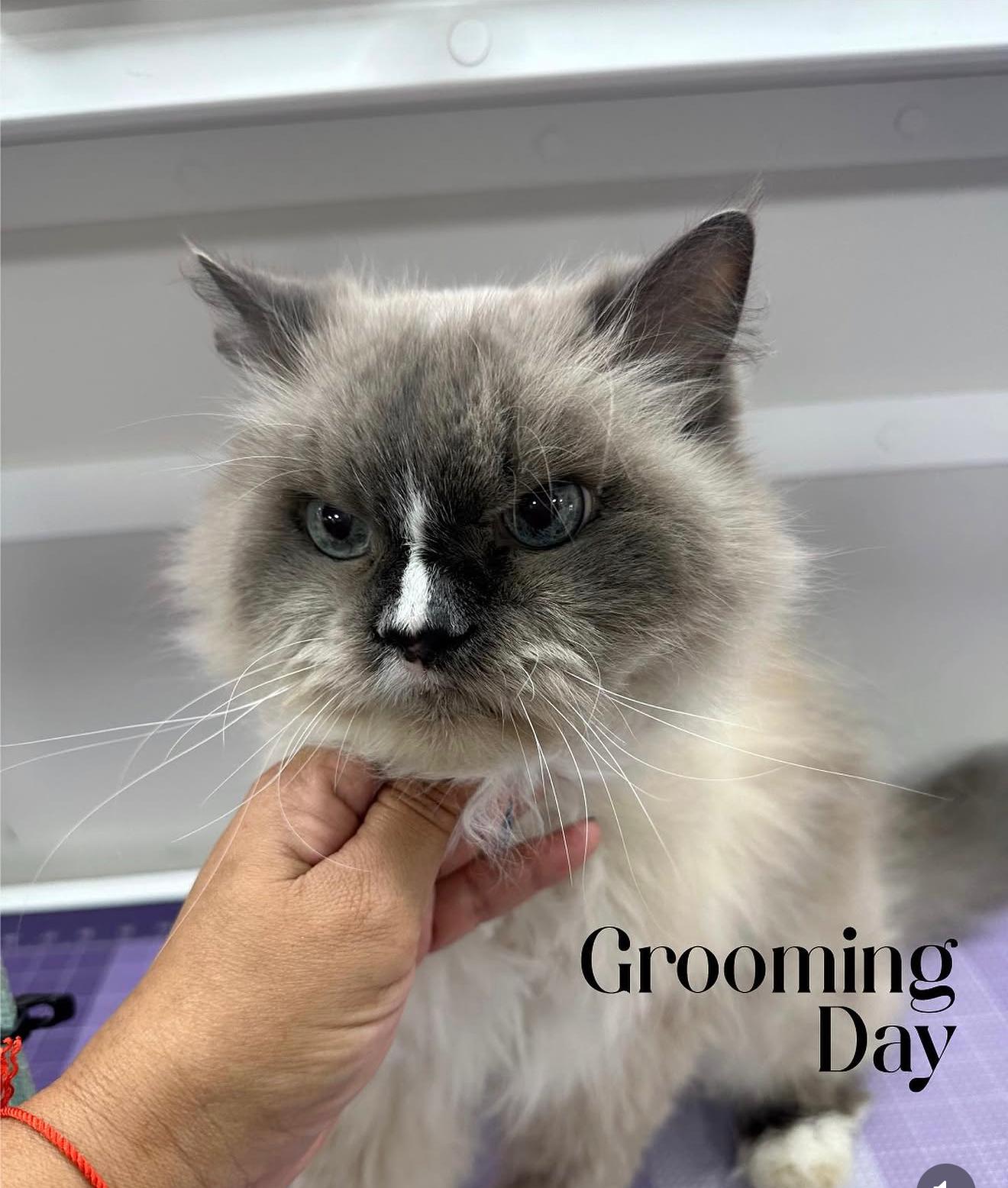 Cat with a fresh lion cut