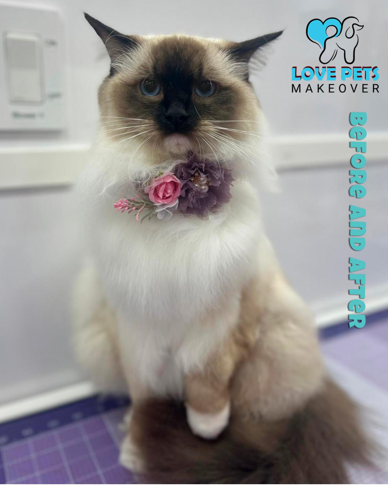 After Cat Grooming