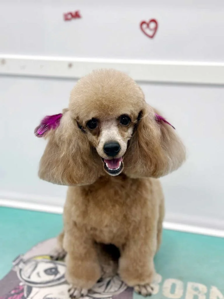 Honey - Toy Poodle