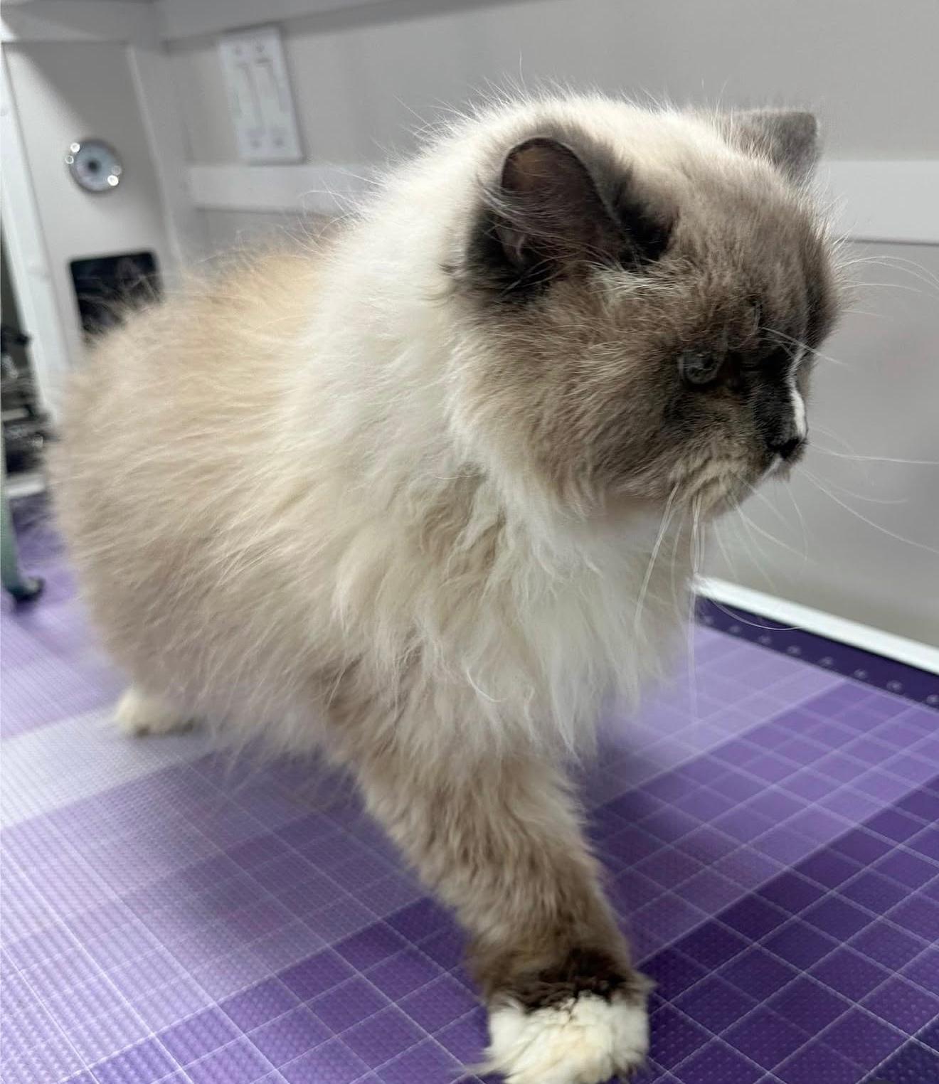 Before Cat Grooming