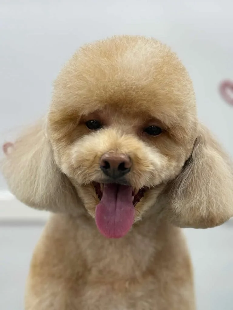 Nico - Toy Poodle