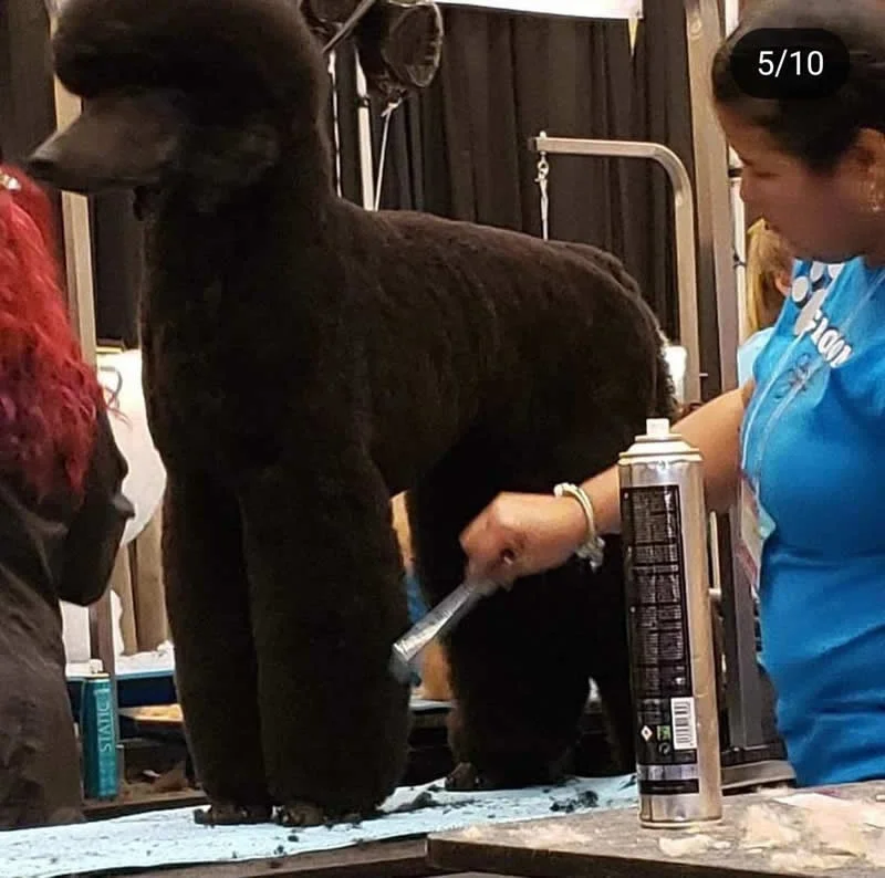 Grooming Competition