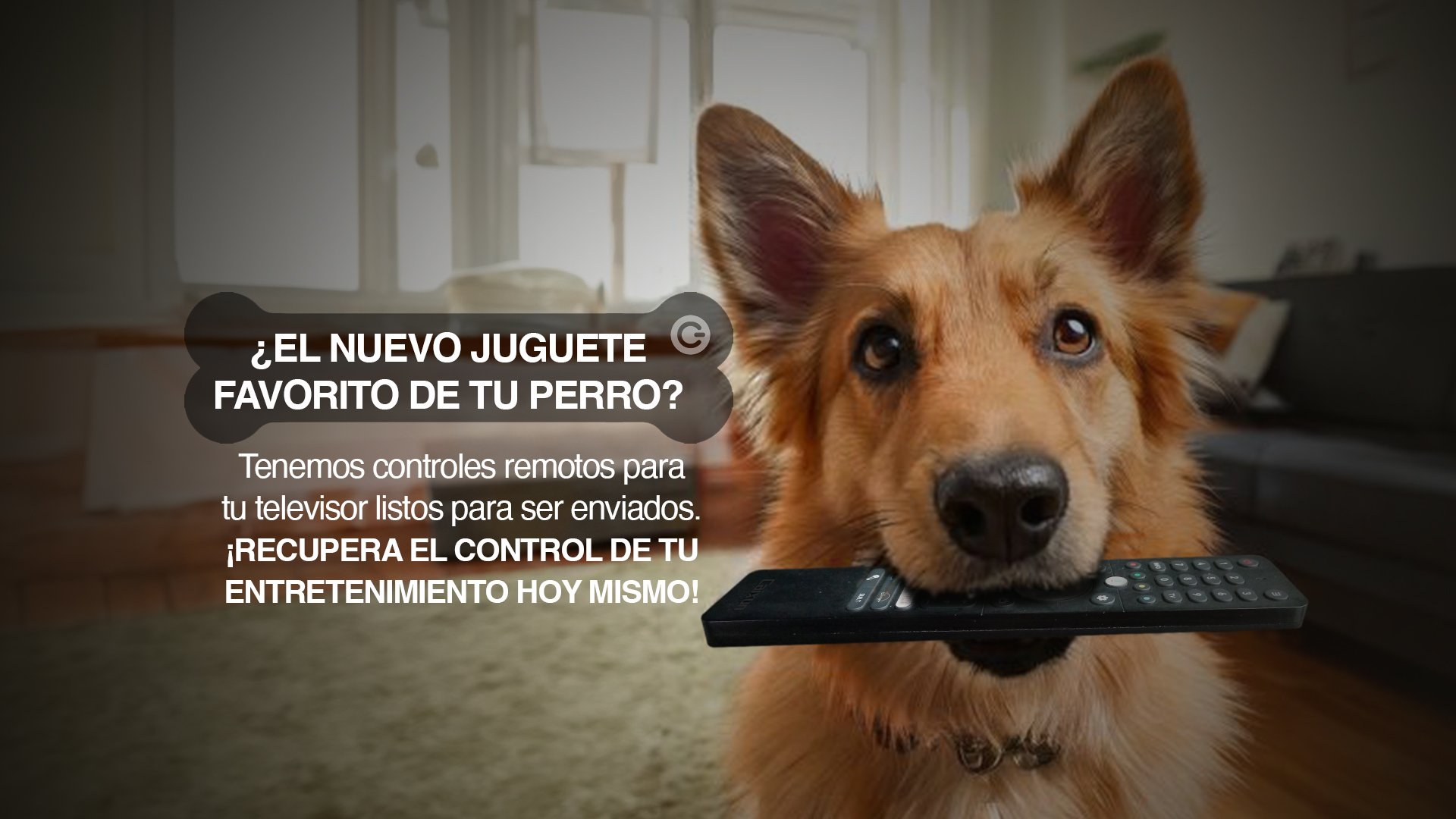 ¿El nuevo juguete favorito de tu perro? — Control ING Colombia