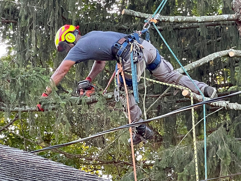 Tree Trimming & Pruning