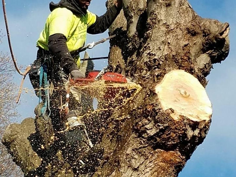 Tree Removal