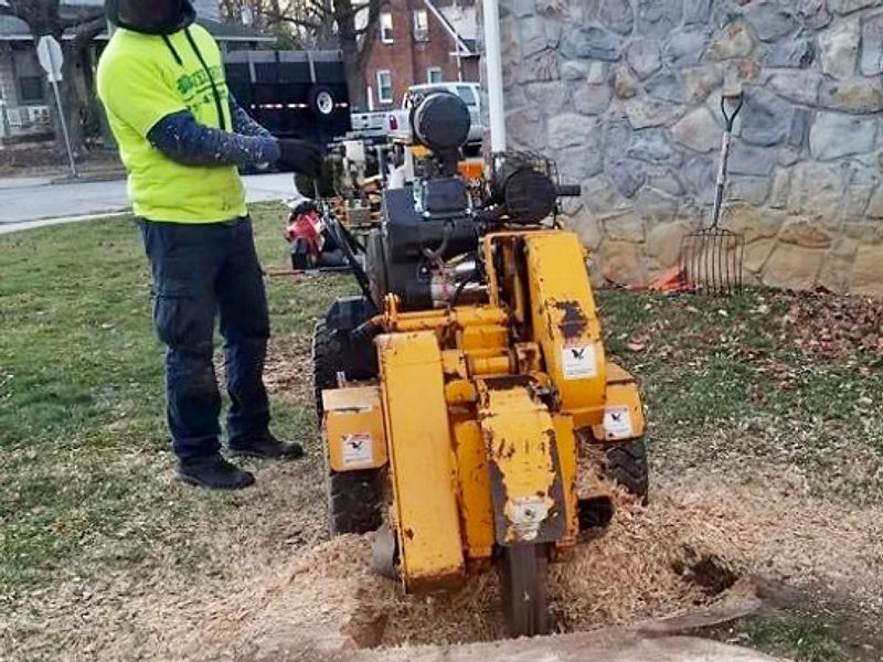 Stump Grinding & Removal