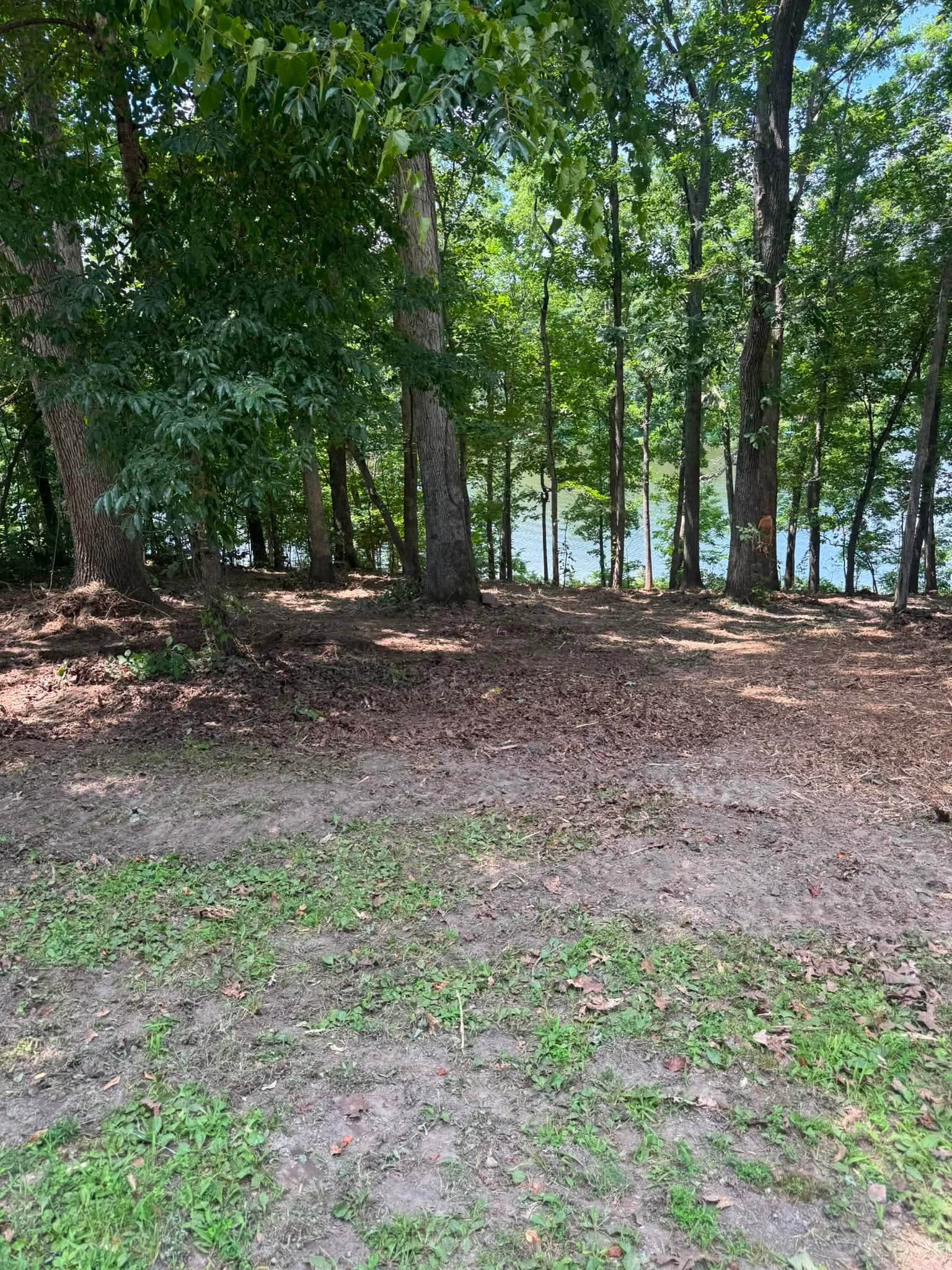 Dense forest area ready for land clearing