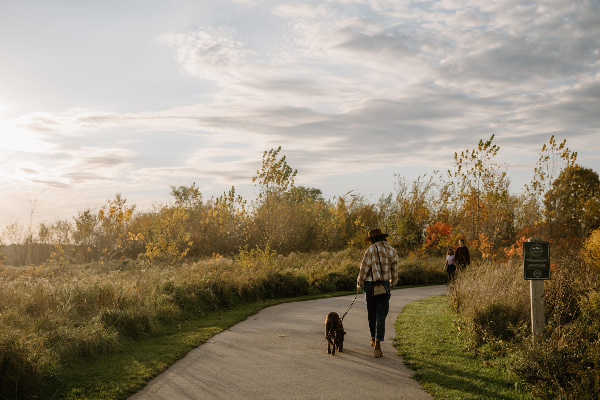 Dog enjoying a walk on a nature trail