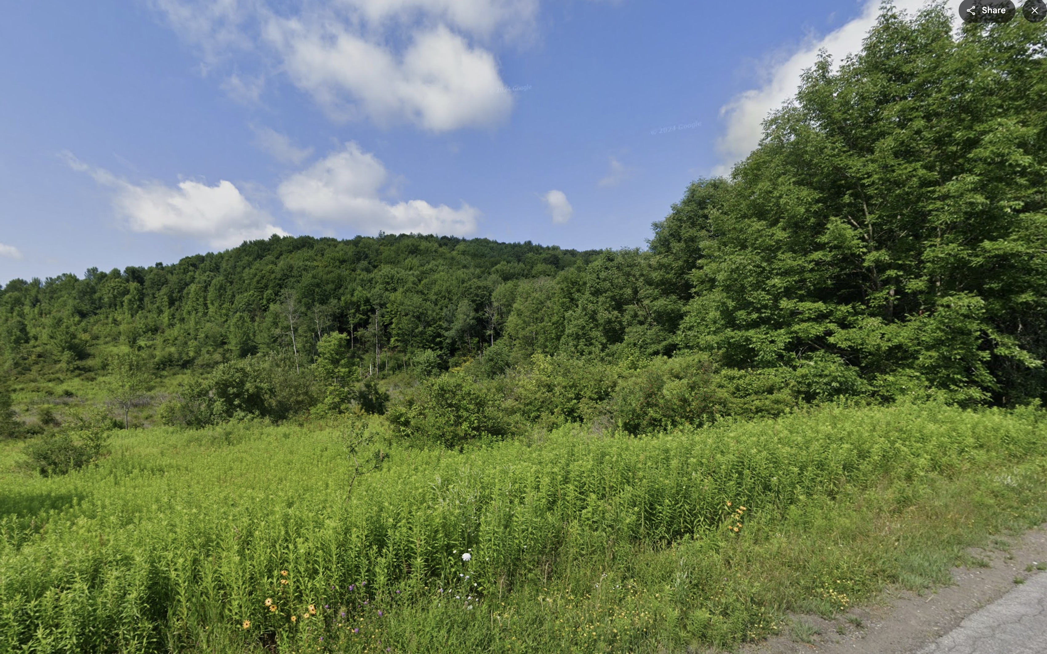 Wooded area near Armstrong Road perfect for hunting